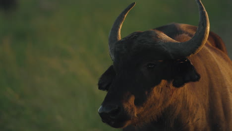 A-buffalo-at-sunrise-on-a-South-African-safari,-bathed-in-golden-light,-surrounded-by-the-serene-African-savannah