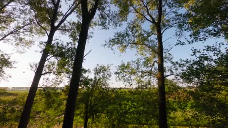 Aerial-drone-flight-through-forest-trees-revealing-green-Kortgene-farm-field