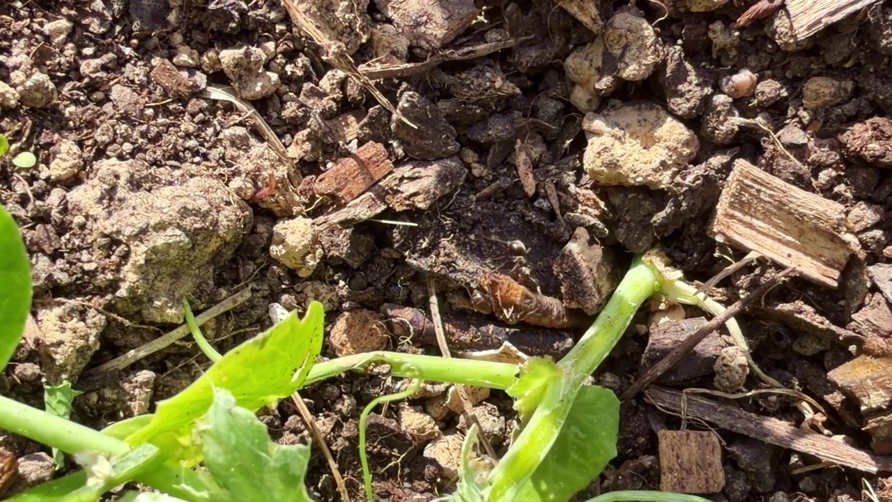Formiche che si sforzano collettivamente di estrarre una larva pallida dal terreno secco del giardino.