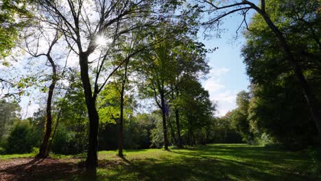 sunlit path through a green forest
