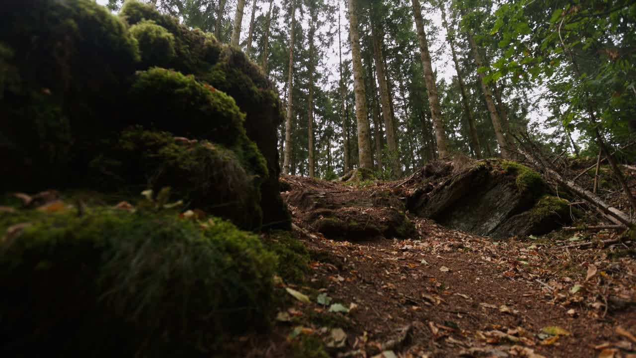 Un sentiero nel bosco con rocce muschiose e alberi alti