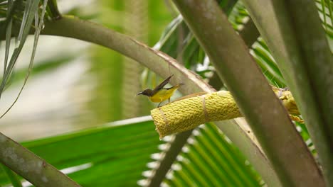 madu kelapa o el pájaro del sol de garganta marrón, también conocido como el pájario del sol de garganta plana, posado en el árbol de coco