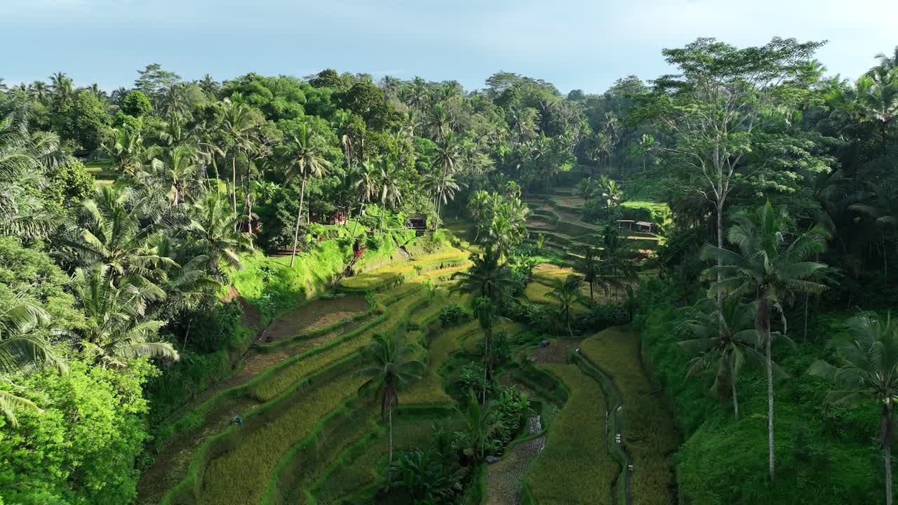 campos de arroz en el centro de bali - indonesia