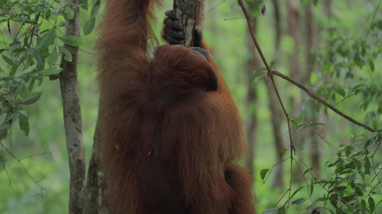 Yağmur ormanlarında orangutan