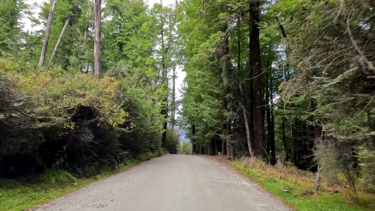 Vehicle moves along tree-lined gravel road, daylight, lush forest, steady forward camera, natural scenery
