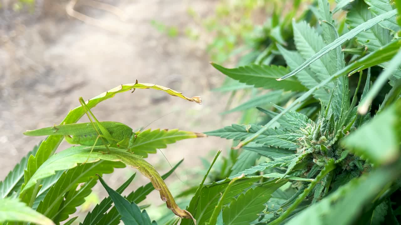 excellent slow motion filming of a Tettigonia viridissima or green grasshopper feeding on the leaves of a plant called Cannavis sativa, appreciating a flower on the right side of the recording
