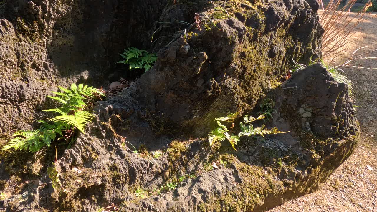 식물 위를 가로질러 이동하는 빛의 시간 간격