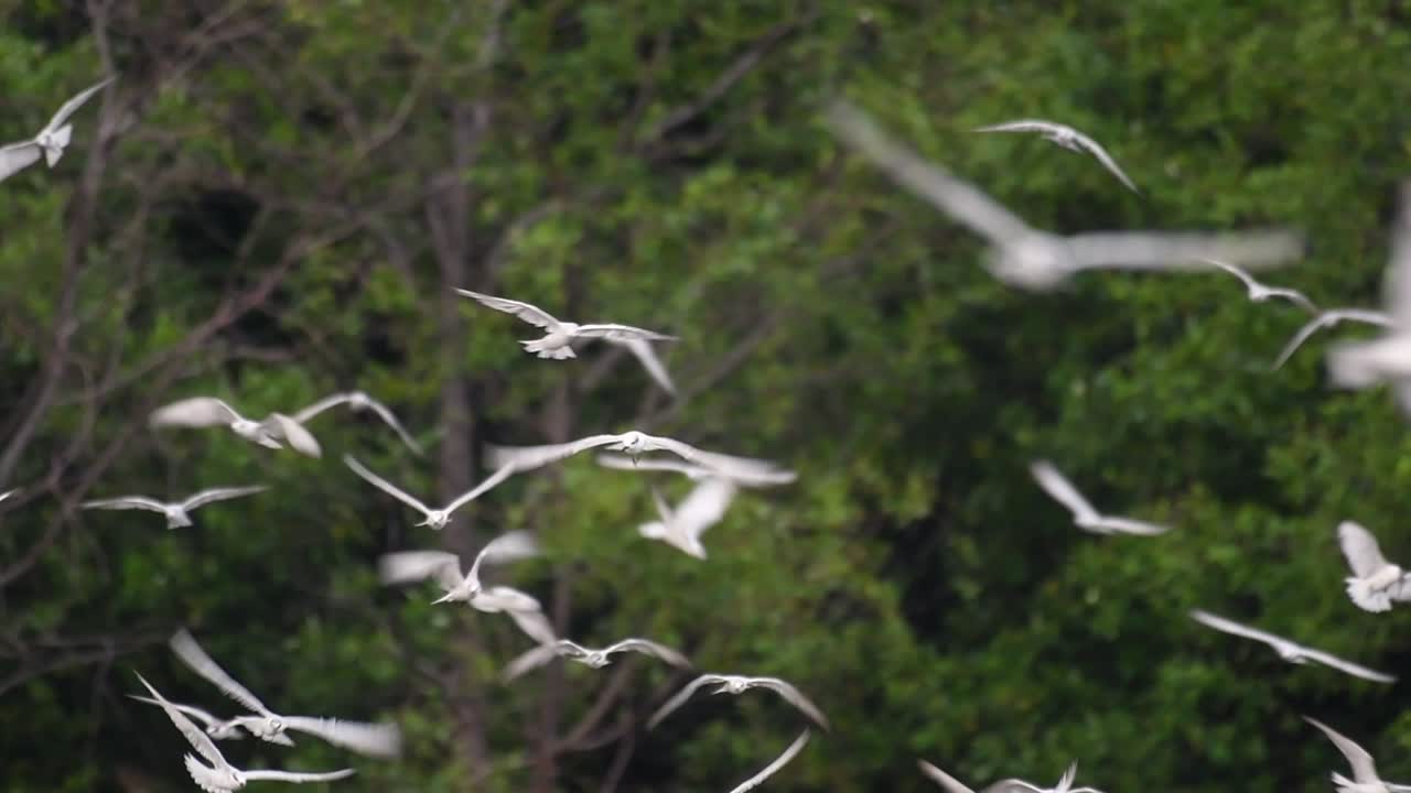 제비갈매기는 전 세계 바다, 강 및 기타 더 넓은 수역에서 볼 수 있는 바닷새입니다.