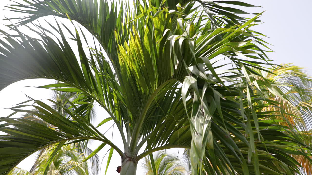 toma panorámica de palmera bajo el sol en cuba en 4k