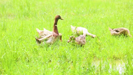 Eine-Herde-Enten,-Die-An-Einem-Sonnigen-Tag-Auf-Der-Grünen-Weide-Bangladeschs-Watschelt-Und-Weidet