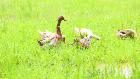 A flock of ducks waddling and grazing in green pasture of Bangladesh on a sunny day