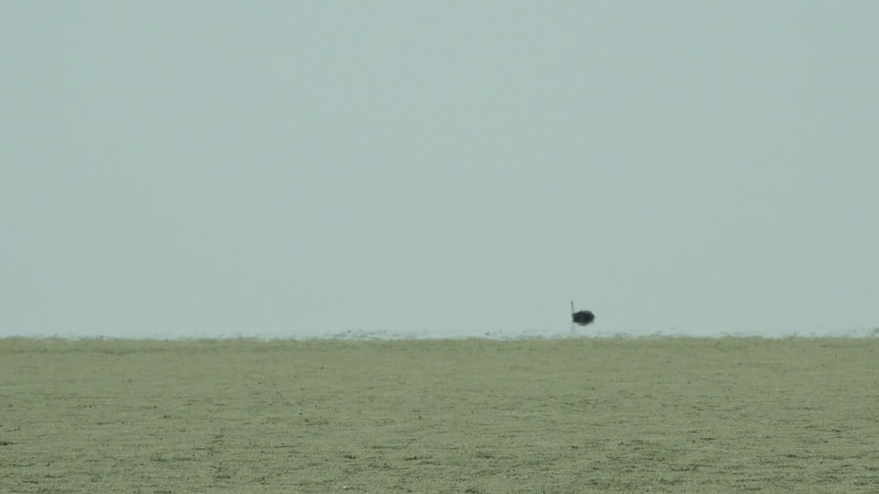 etosha pan namibia africa의 열기 속에서 멀리 있는 타조가 반짝인다