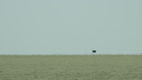 An-ostrich-in-the-distance-shimmers-in-the-heat-of-the-Etosha-pan-Namibia-Africa