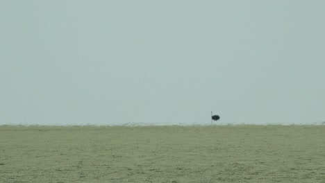 un avestruz en la distancia brilla en el calor de etosha pan namibia áfrica