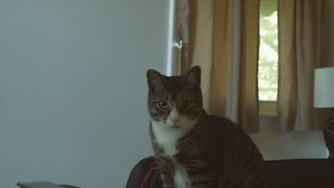 rare curious pet manx cat sitting perched on a bed