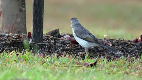 noisy miner bird foraging on the ground in a suburban park