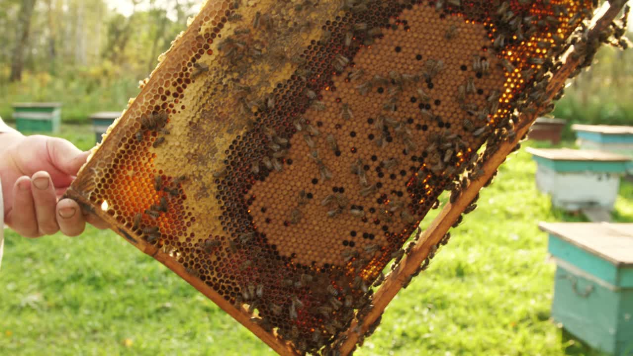 Beekeeper inspecting honeycomb frame
