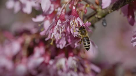 group of wild bees pollinating pollen of wild pink flower during bright sunny day in spring season