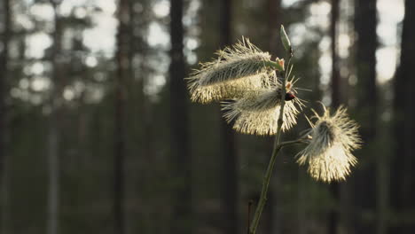 willow-catkin-at-spring-evening,-move-from-left-to-right