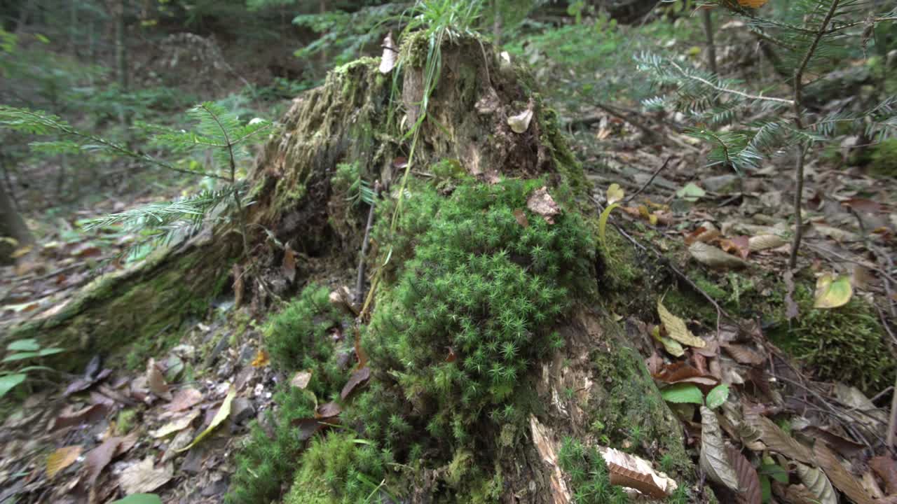 여름 초에 숲. 깨한 공기 개념. 모스 나무, 하천.