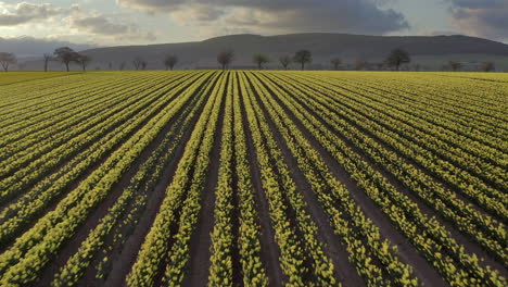 una vista aérea que viaja sobre un campo de narcisos amarillos con árboles en el fondo mientras el sol de primavera comienza a ponerse, aberdeenshire, escocia