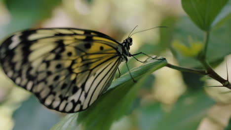 Nahaufnahme-Eines-Schönen-Schmetterlings,-Der-Auf-Einem-Blatt-Im-Garten-Sitzt,-Mit-Gelben-Flügeln,-4K-Videos