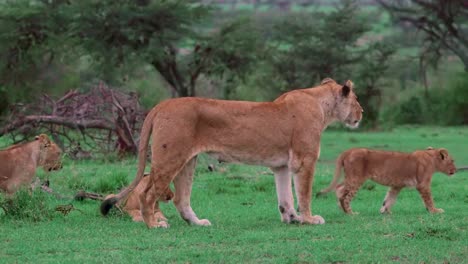 lioness walking with cubs