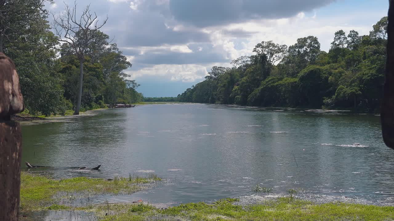 ver a lo largo de un río en la selva