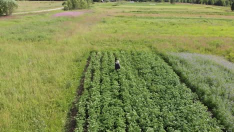 woman farmer pick colorado beetle work in small potato field aerial spiral up shot