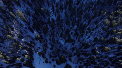 Aerial-top-down-of-dense-pine-forest-in-winter-as-the-snow-has-started-melting