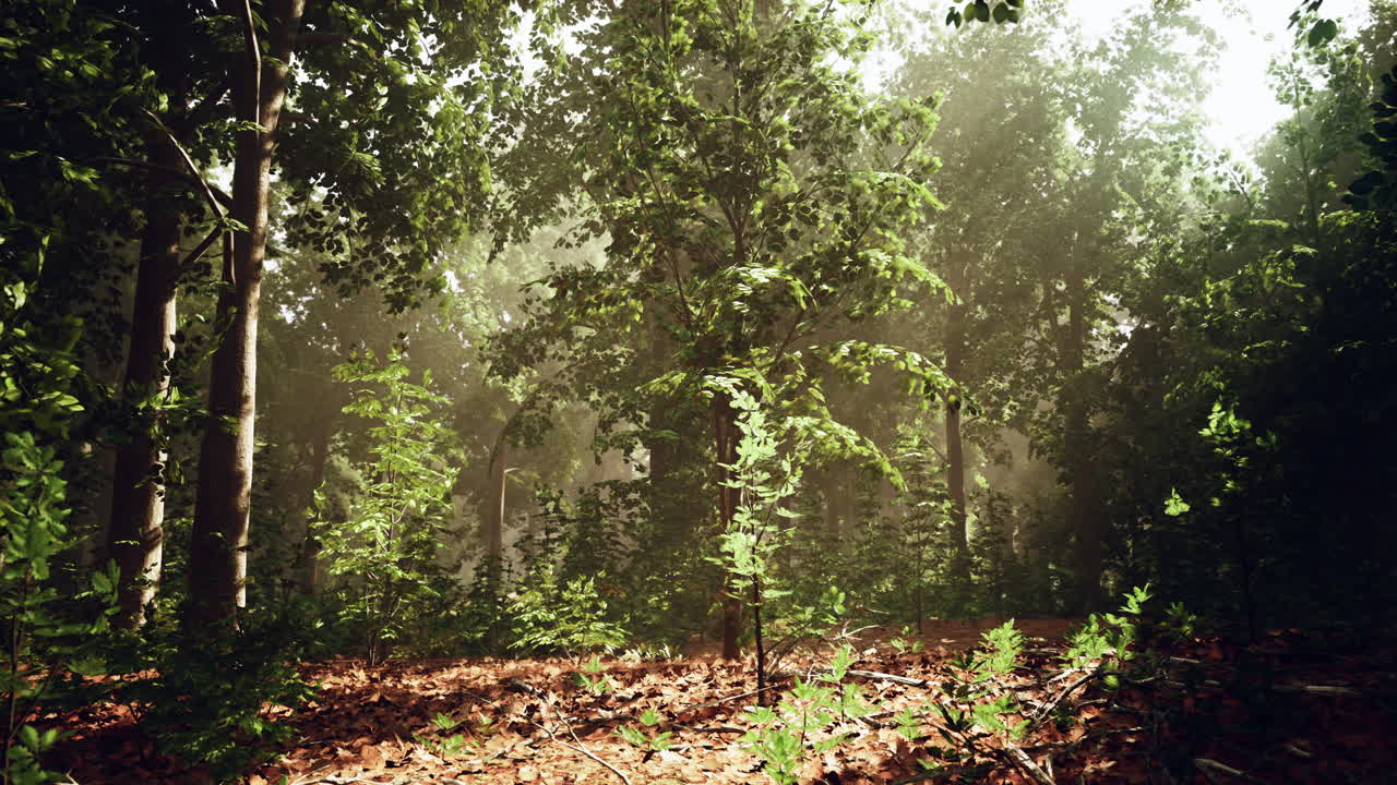 Raggi di sole che filtrano attraverso la nebbia in una foresta lussureggiante