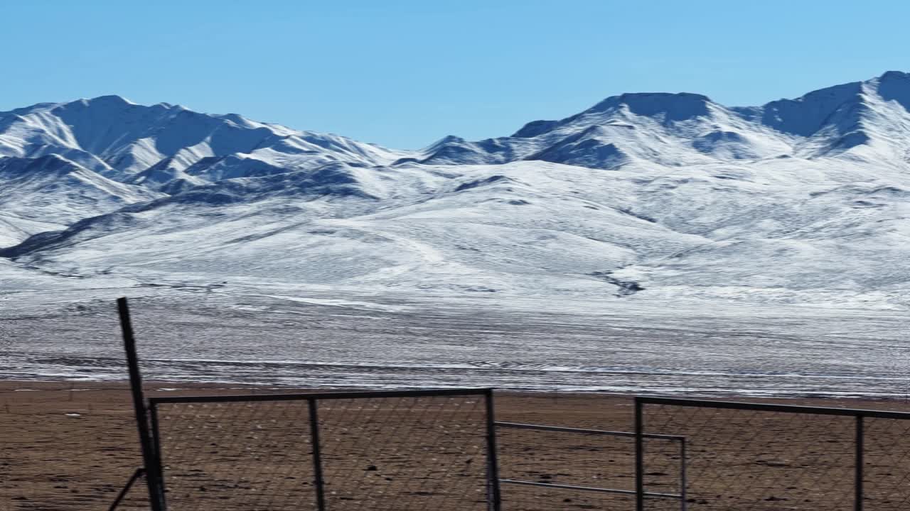 Qilian Grassland, Xining, Qinghai Province, China - A Small Group of Animals Grazes on the Open Plain, Set Against Vast, Snow-covered Mountains Under a Clear Blue Sky - Pan Right Shot