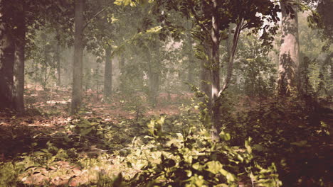 Sonnenstrahlen-Und-Grüner-Wald