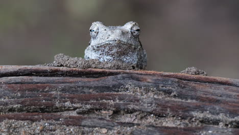cabeza de rana de árbol de nido de espuma gris en el bosque de áfrica