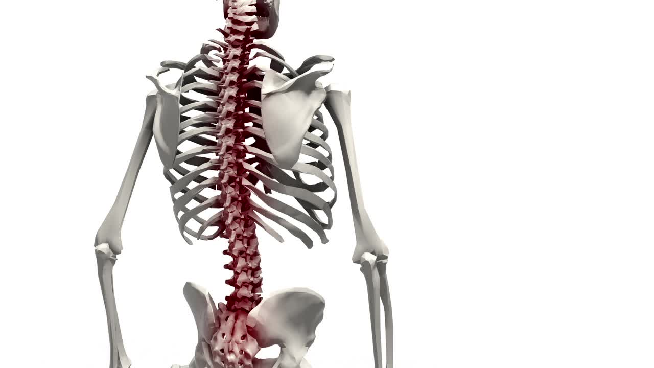 인간 골격 해부학