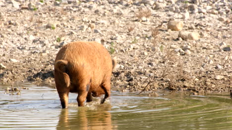 brown pig drinking water in mud