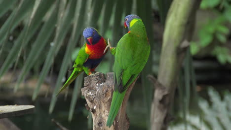 several rainbow lorikeets  eating on tree stump