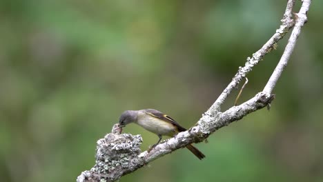 un pequeño pájaro minivet femenino vino con comida y se la dio a sus polluelos hambrientos que estaban esperando ser anidados