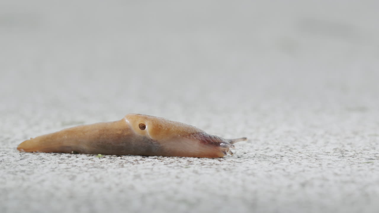 숲의 달 ⁇ 이가 길을 따라 기어다닌다.