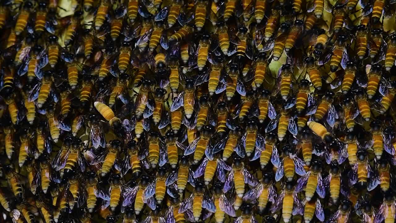 se sabe que las abejas melíferas gigantes construyen grandes colonias de nidos con bolsillos simétricos hechos de cera para almacenar miel como fuente de alimento.