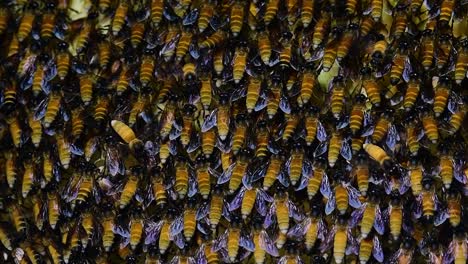 Se-Sabe-Que-Las-Abejas-Melíferas-Gigantes-Construyen-Grandes-Colonias-De-Nidos-Con-Bolsillos-Simétricos-Hechos-De-Cera-Para-Almacenar-Miel-Como-Fuente-De-Alimento.