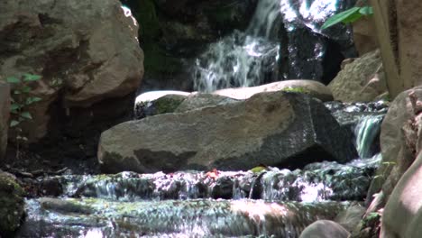 Close-up-the-view-of-the-little-waterfall-in-Shiba-park