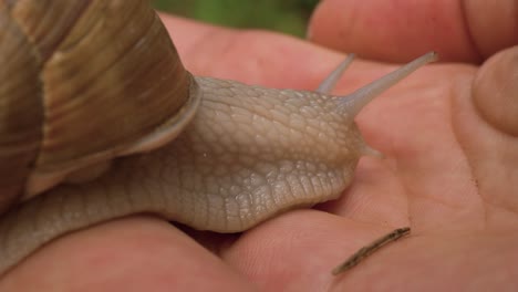 Eine-Nahaufnahme-Einer-Schlüpfrigen-Schnecke-Und-Ihres-Wunderschönen-Schneckenhauses,-Das-Langsam-Auf-Der-Hand-Einer-Frau-Kriecht