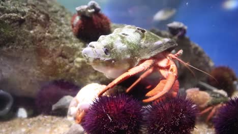 acuario de valencia 41
