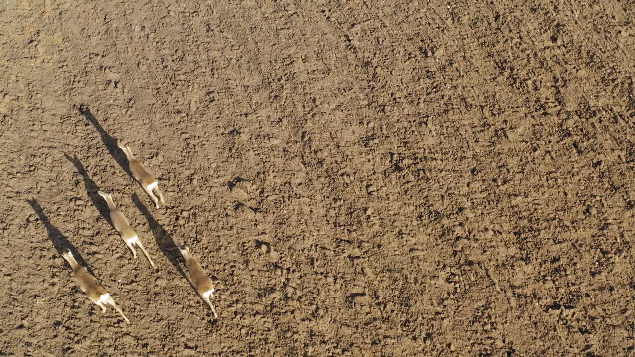 노루가 농업 분야를 걷고 있다. 조감도