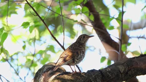 rare migrant to thailand and can be difficult to find seen perched within the foliage on a branch then flies away to the right, white's thrush zoothera aurea, phu ruea, ming mueang, loei in thailand