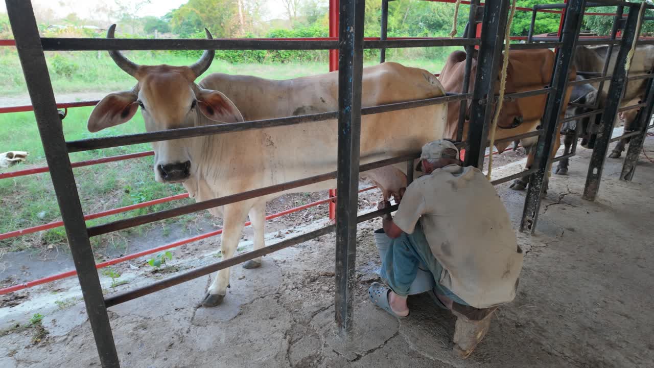 Adult man milking a white cow from behind in a rural cattle shed