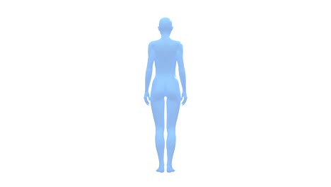 woman, female human body, 3d wireframe model, seamless loop