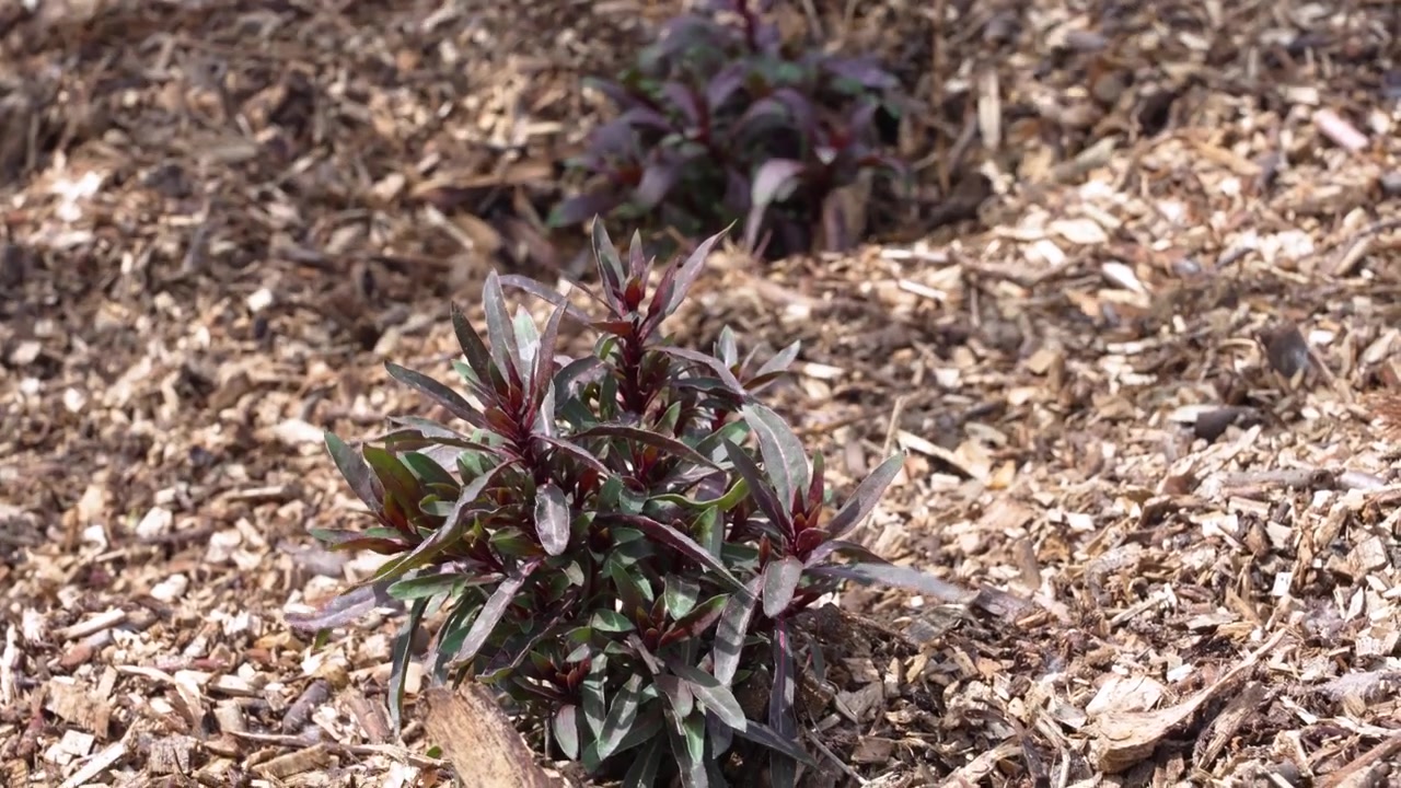 Piante viola rigogliose in un giardino xeriscape con pacciamatura di cippato di legno per la ritenzione idrica