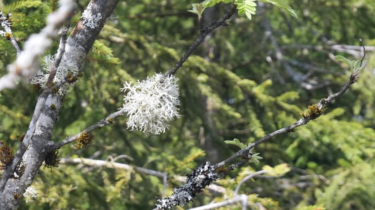 Lichene che cresce sui rami degli alberi nella Foresta Nera, Germania